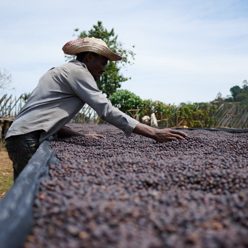 ETHIOPIA BOKU HAMBELA - ESPRESSO