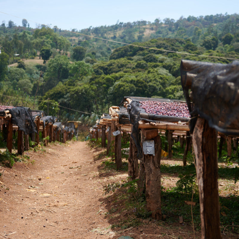 ETHIOPIA BOKU HAMBELA - FILTER