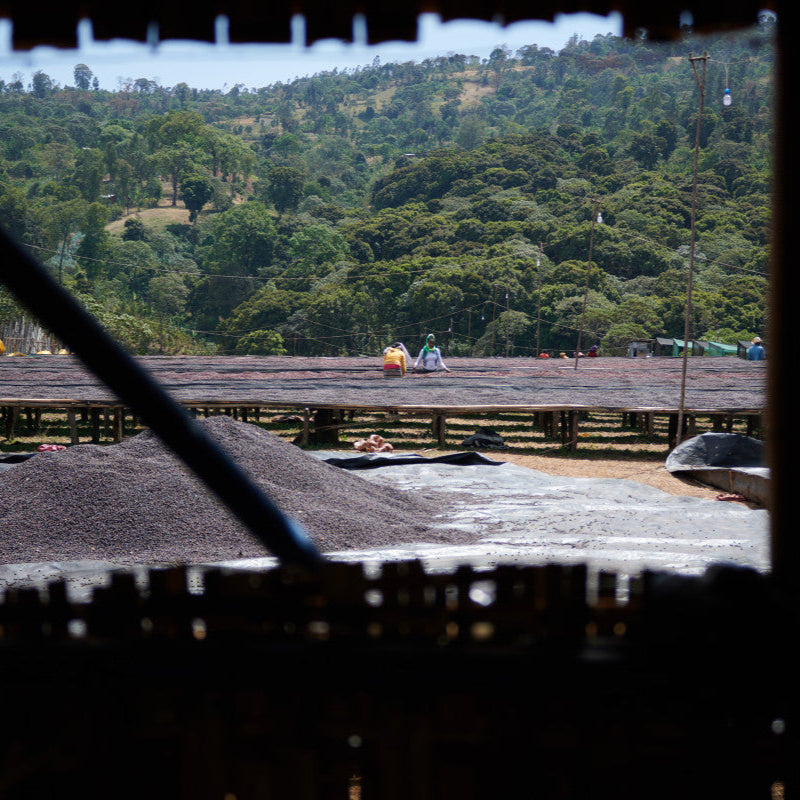 ETHIOPIA BOKU HAMBELA - FILTER