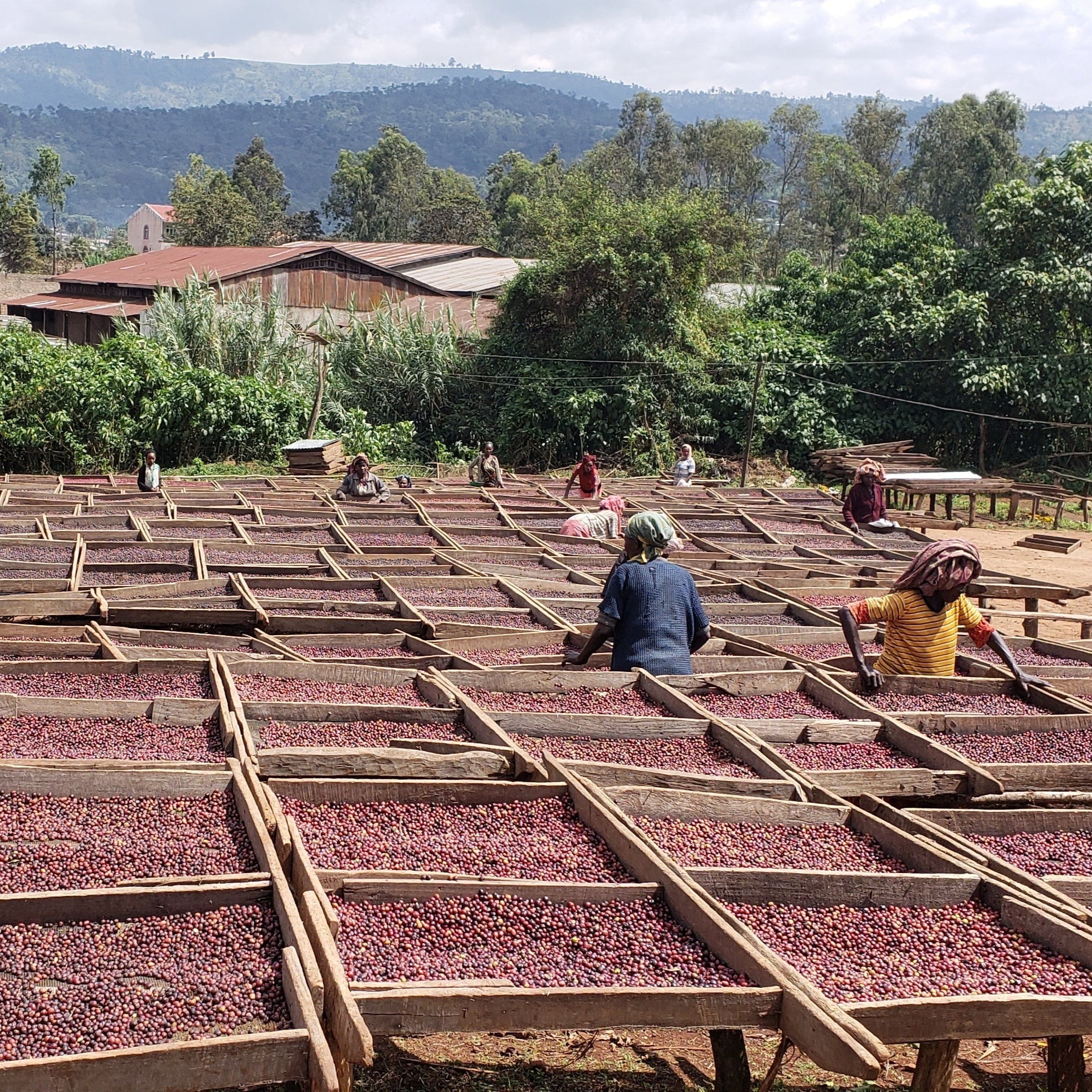 ETHIOPIA IDIDO - FILTER (ANAEROBIC NATURAL)