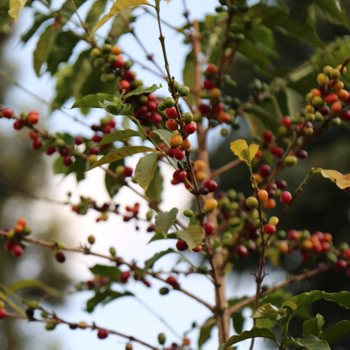 RWANDA NYABUMERA - ESPRESSO
