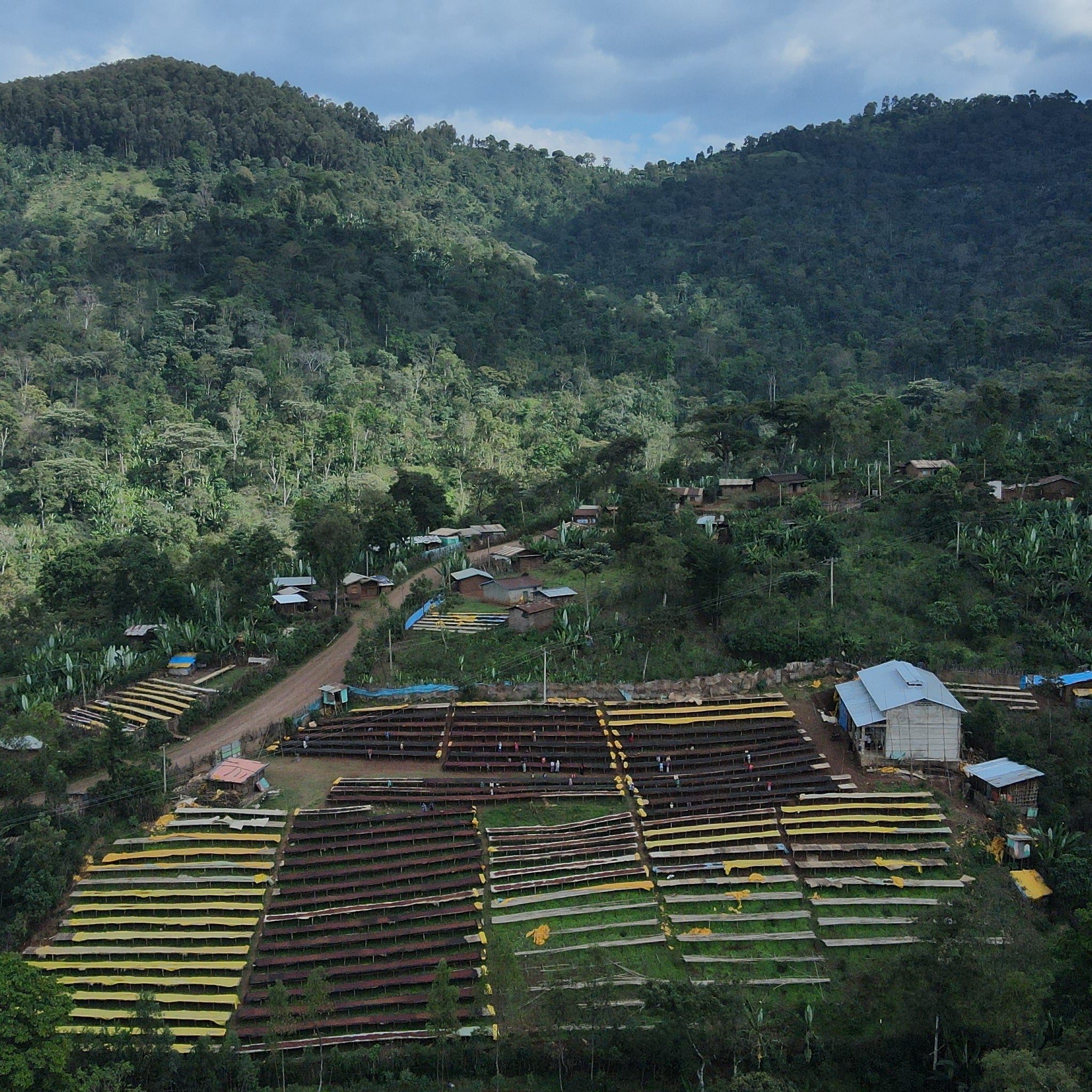ETHIOPIA LALESA - ESPRESSO (ANAEROBIC NATURAL)