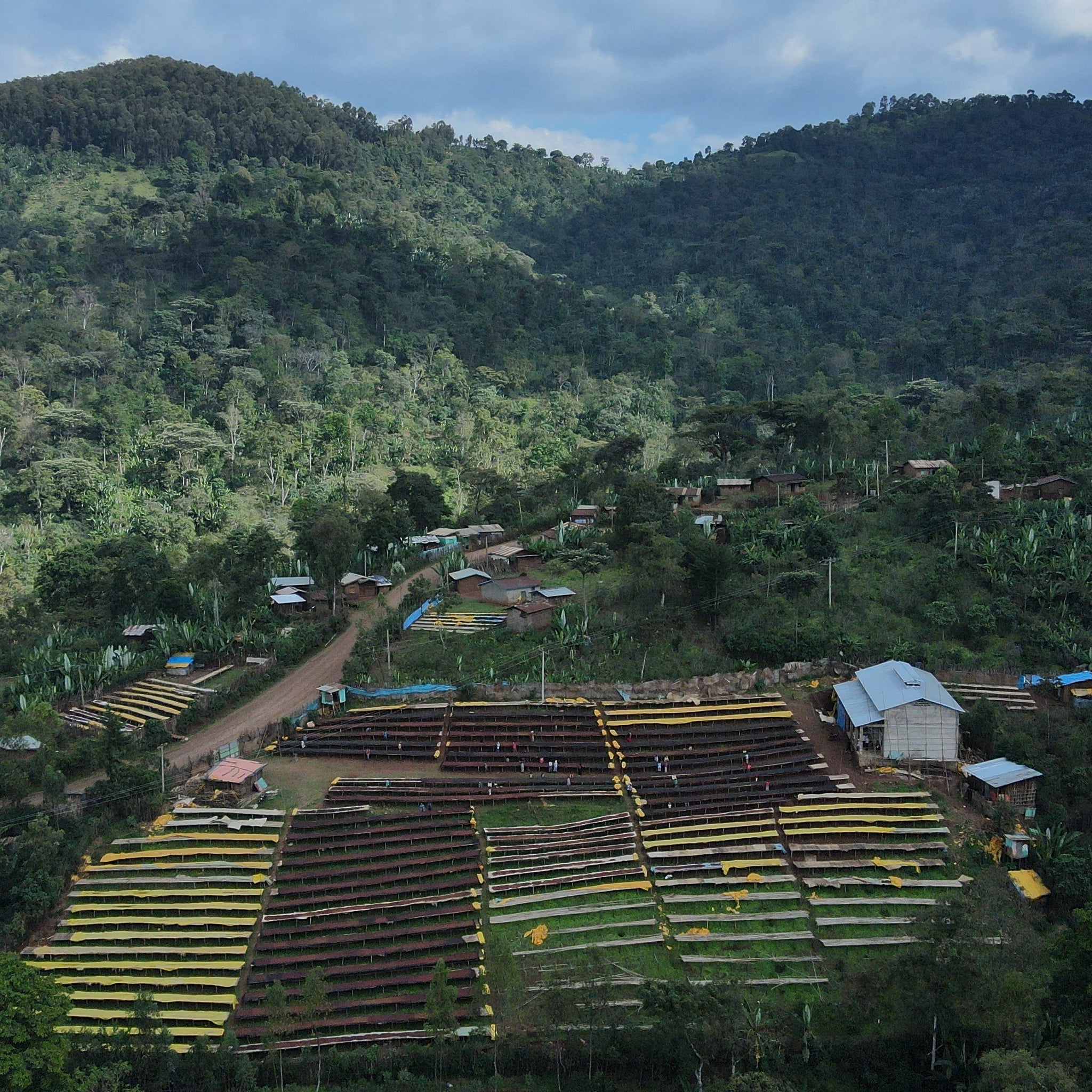 ETHIOPIA LALESA - FILTER (ANAEROBIC NATURAL)