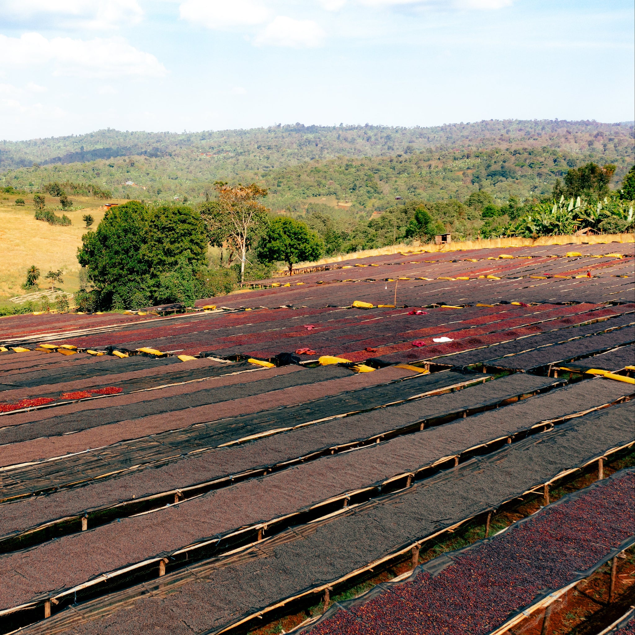 ETHIOPIA LALESA - FILTER (ANAEROBIC NATURAL)