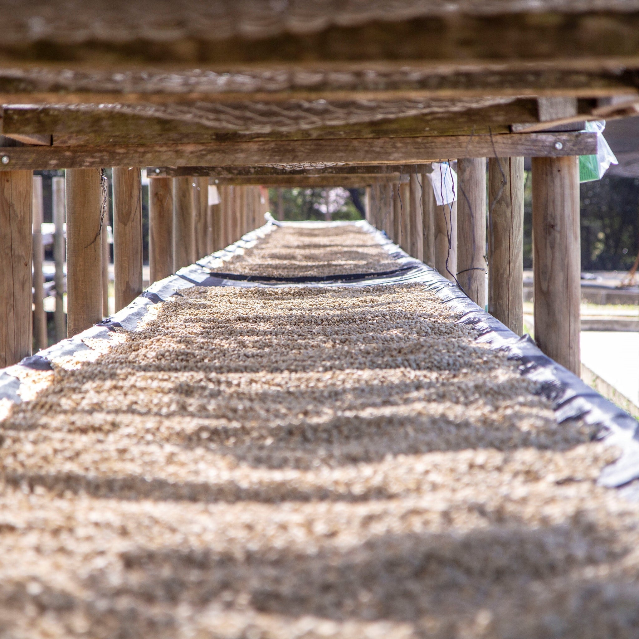 NICARAGUA DANNY PASTRANA - ESPRESSO (ANAEROBIC NATURAL)