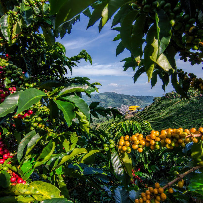 COLOMBIA LUIS CONTRERAS - FILTER (ANAEROBIC NATURAL, GEISHA)