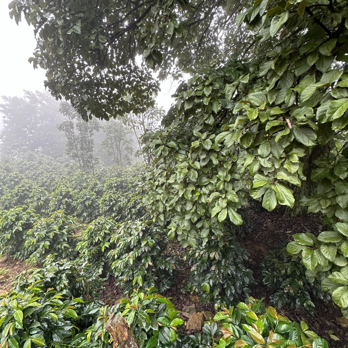 COSTA RICA ALBA - FILTER