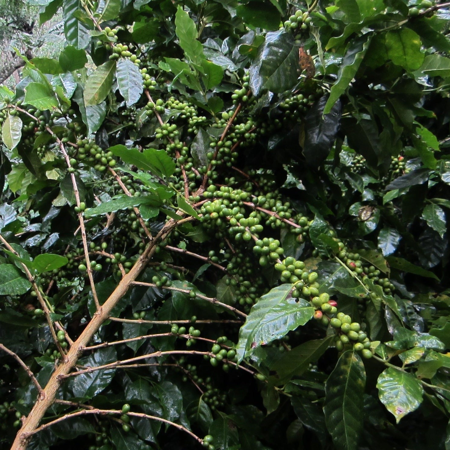 NICARAGUA DANNY PASTRANA - ESPRESSO (ANAEROBIC NATURAL)