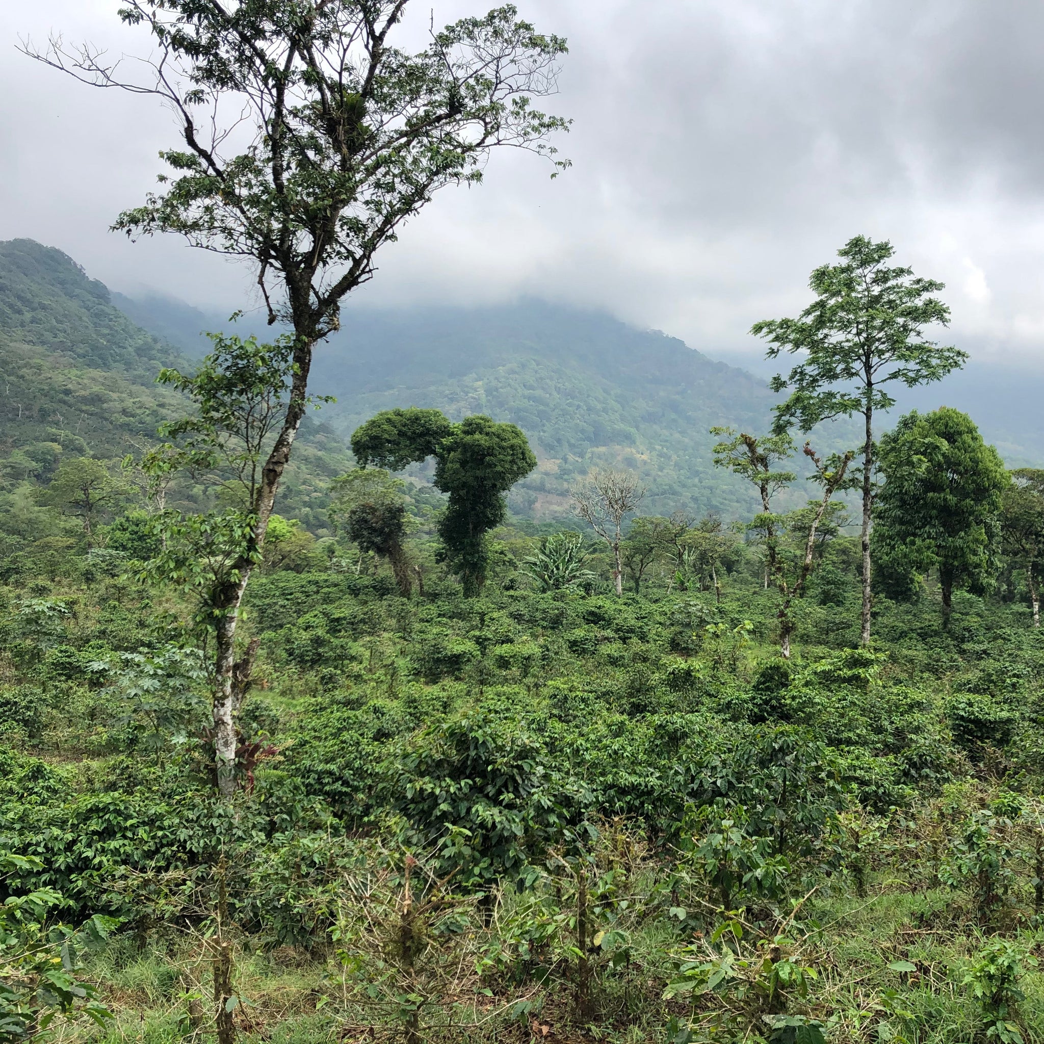 NICARAGUA SAN CARLOS - FILTER