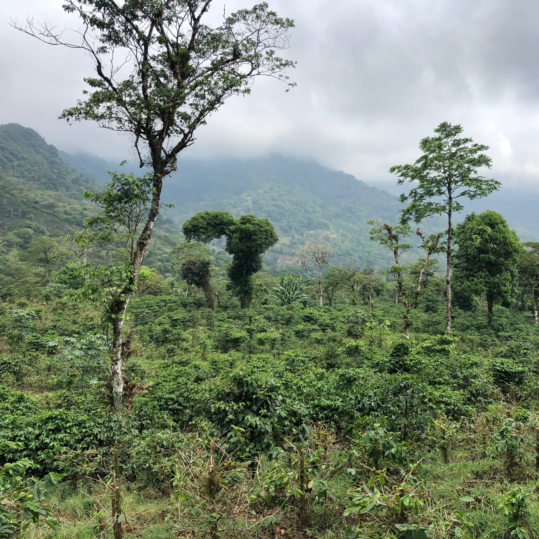 NICARAGUA SAN CARLOS - ESPRESSO