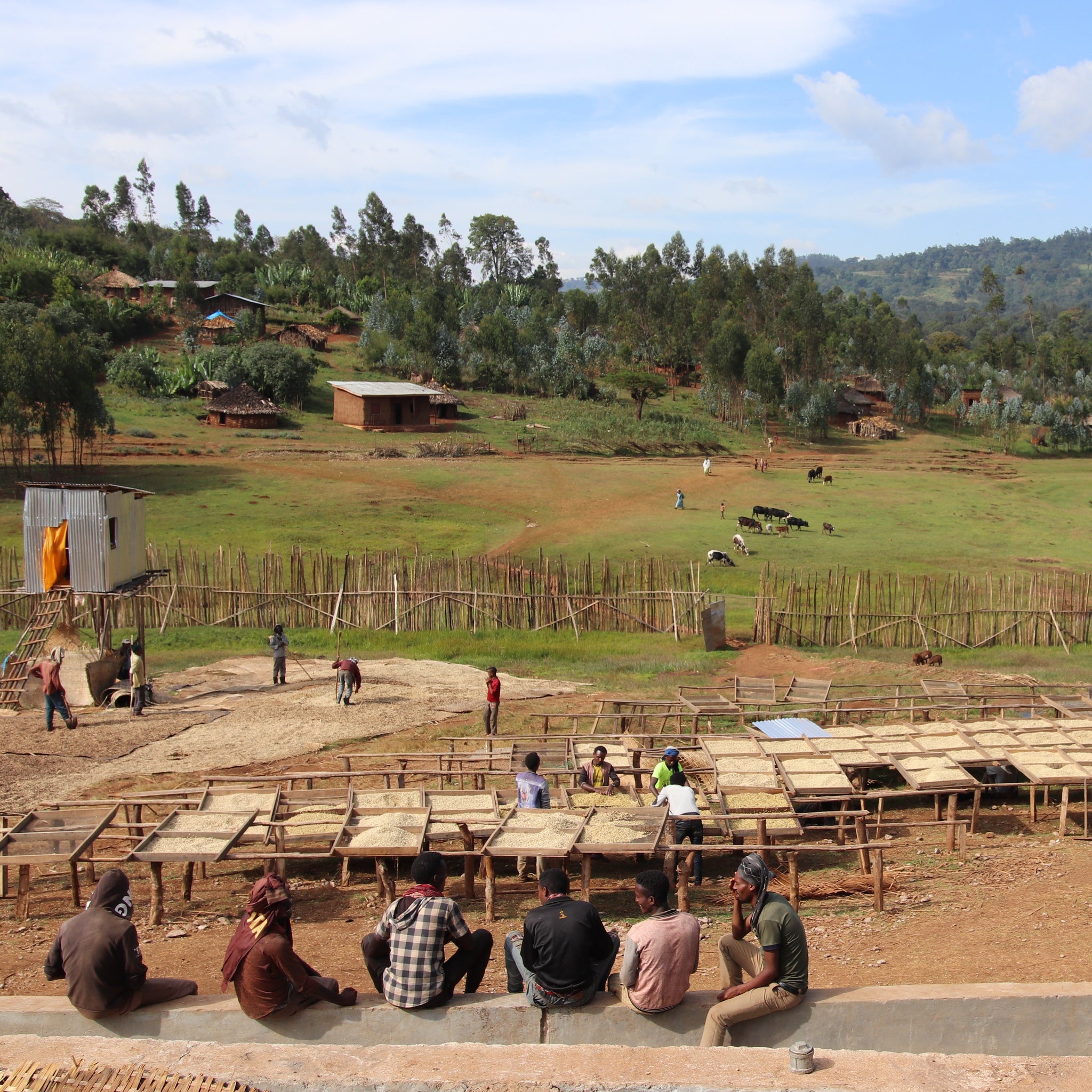 ETHIOPIA BENTI NENKA - ESPRESSO