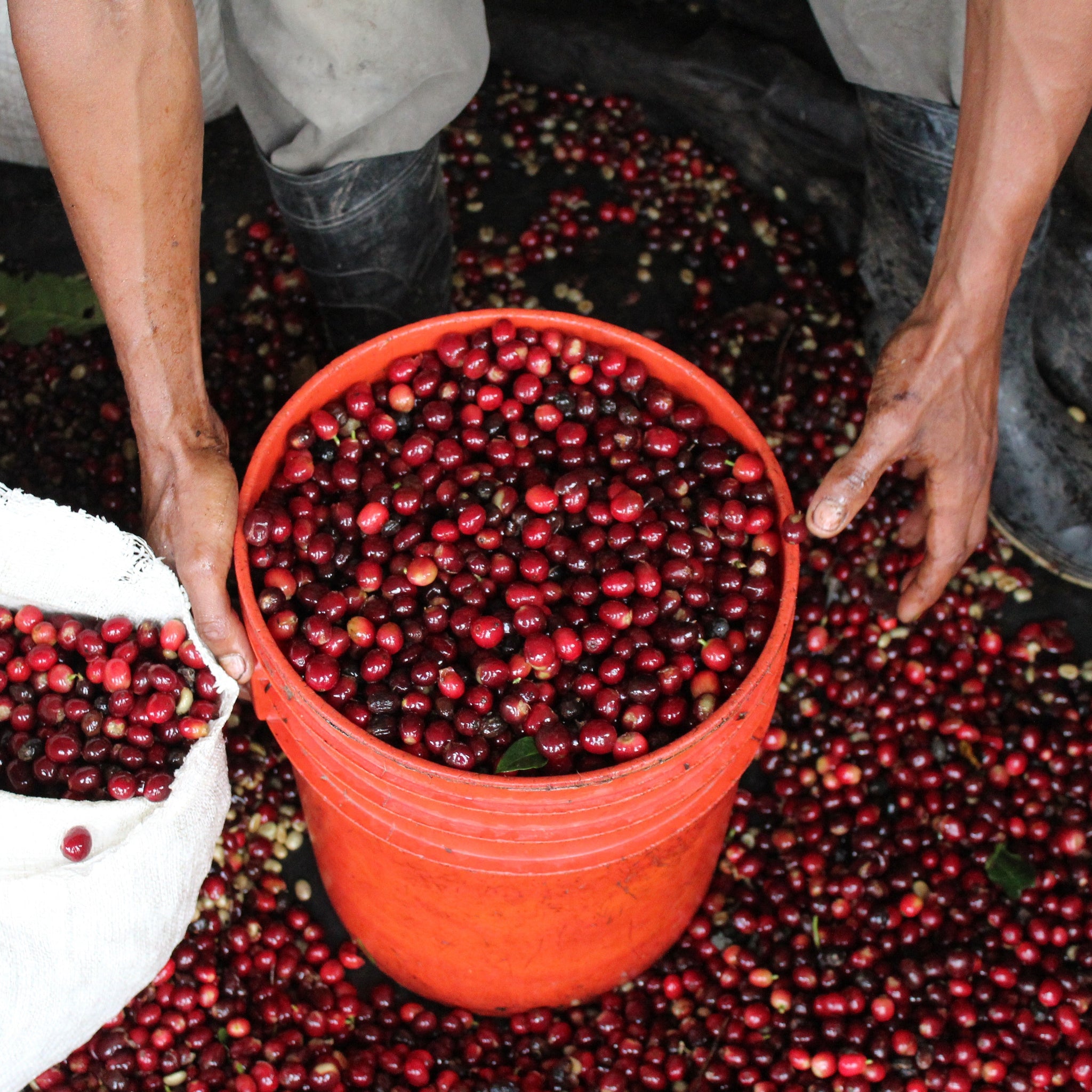 NICARAGUA SAN CARLOS - ESPRESSO