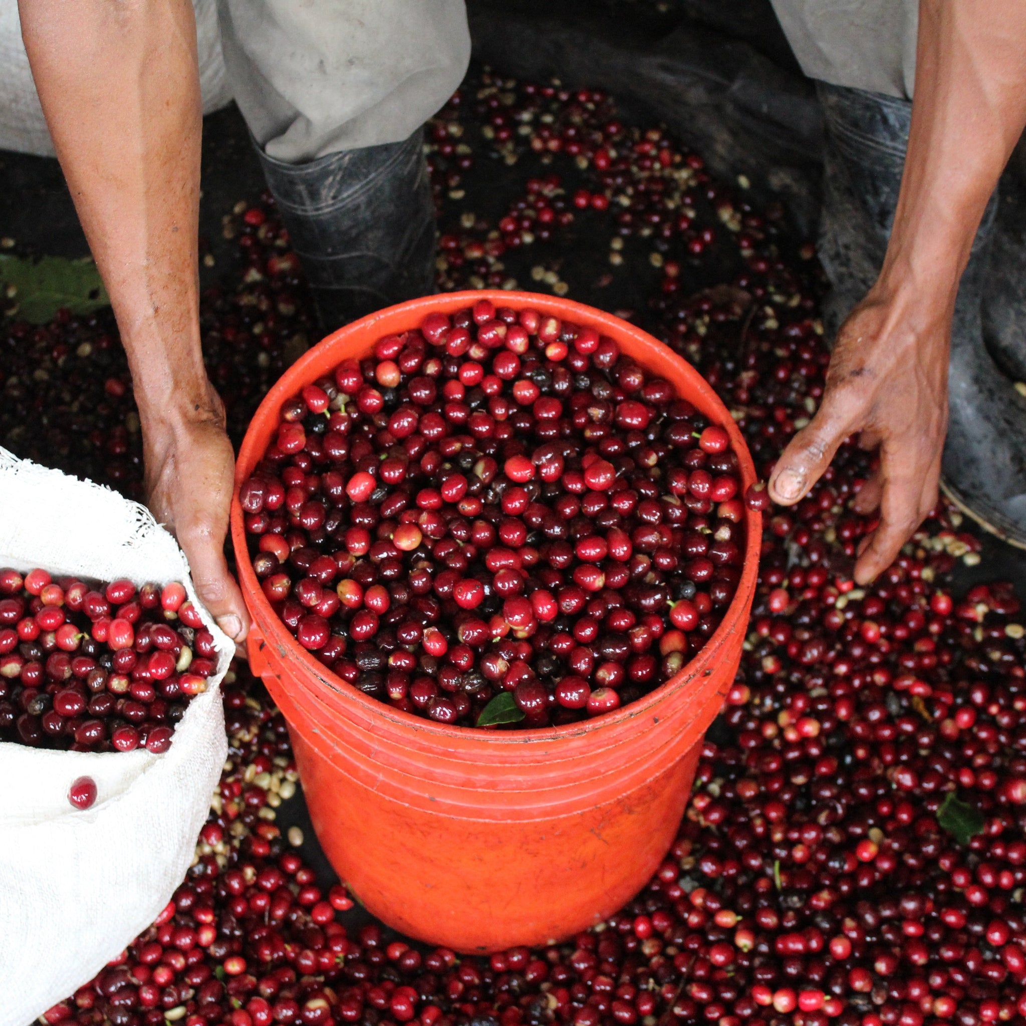 NICARAGUA SAN CARLOS - FILTER