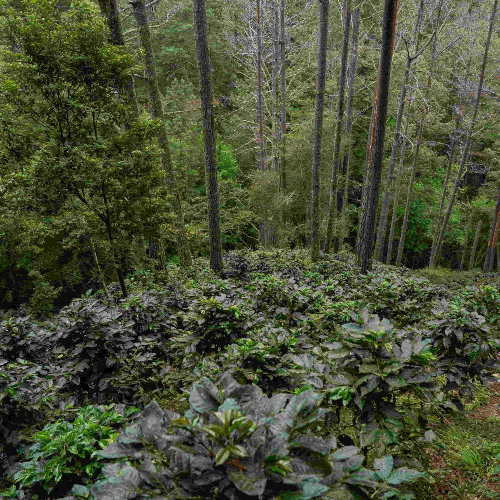 NICARAGUA DANNY PASTRANA - ESPRESSO (ANAEROBIC NATURAL)