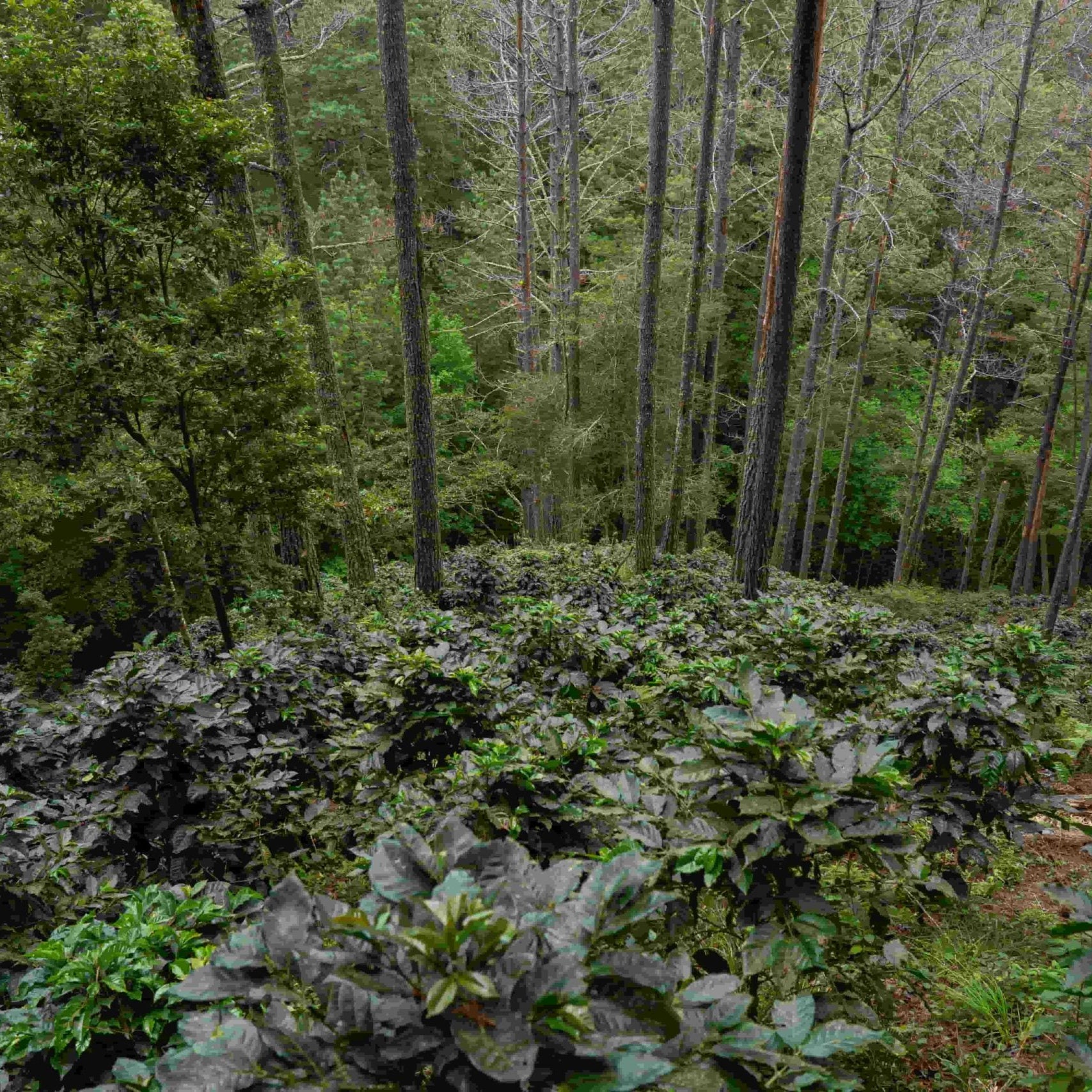 NICARAGUA DANNY PASTRANA - ESPRESSO (ANAEROBIC NATURAL)