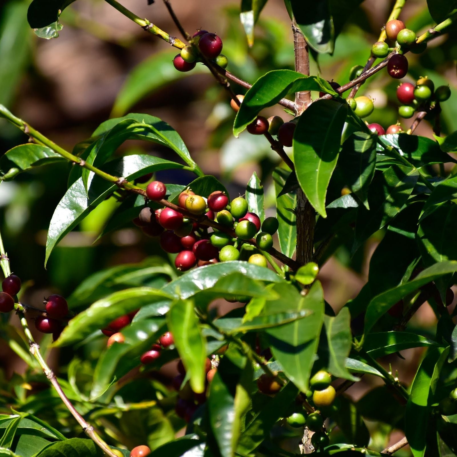 ETHIOPIA IDIDO - FILTER (ANAEROBIC NATURAL)