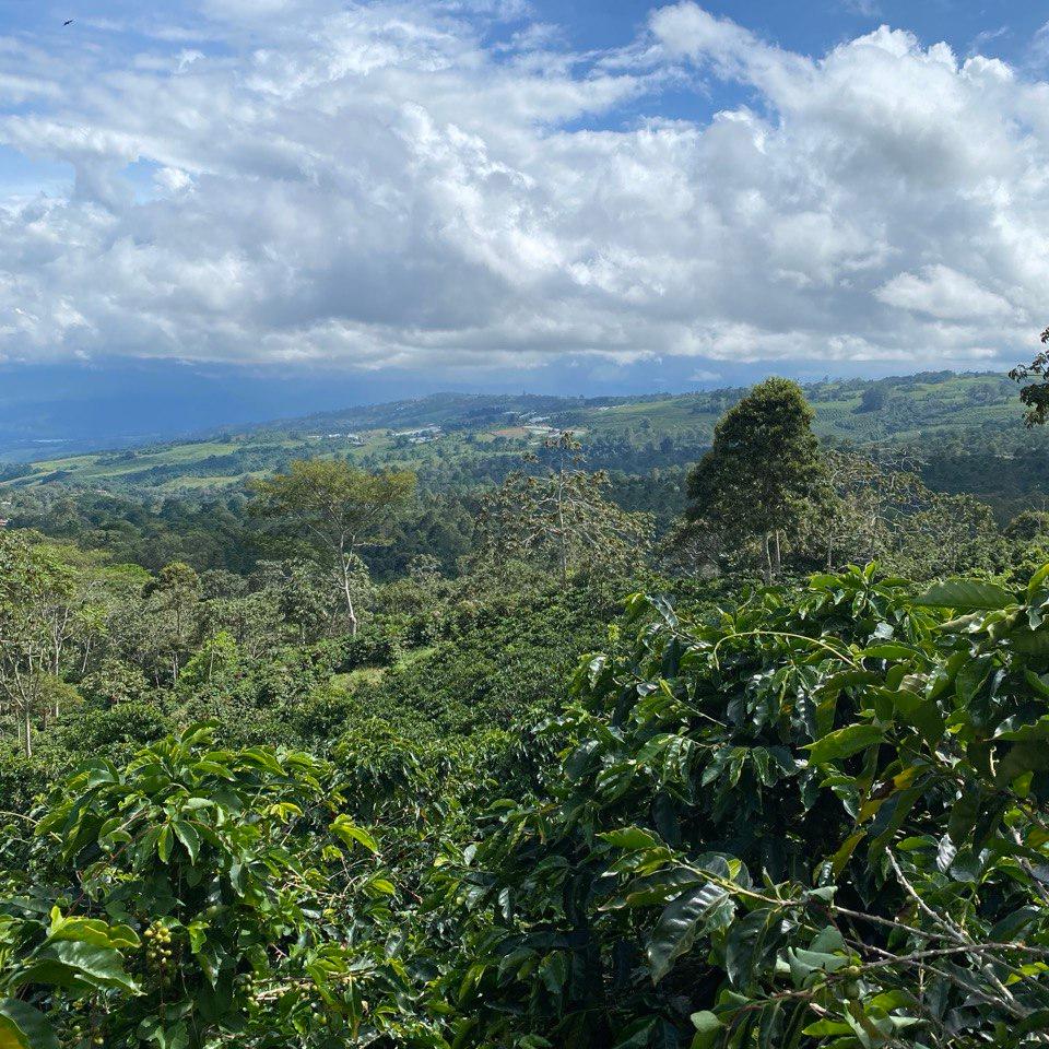 COSTA RICA DIEGO ROBELO - ESPRESSO